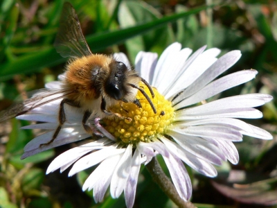 Erste Biene auf Gänseblümchen
