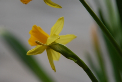 Kleine Narzissenblüte