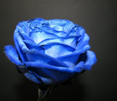 Rose in blue