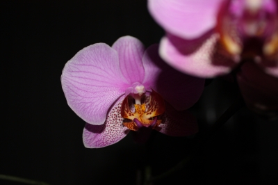 Orchidee pink