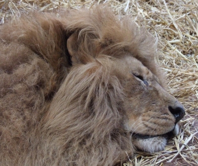 The Lion sleep today