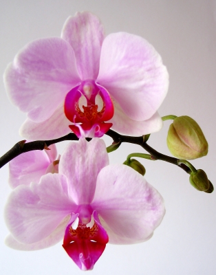 Orchidee