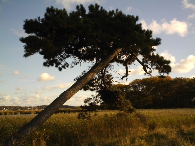 schiefer Baum