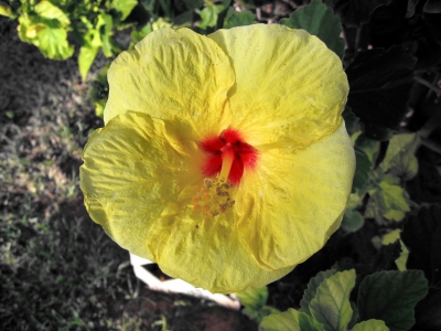 Hibiskus 1