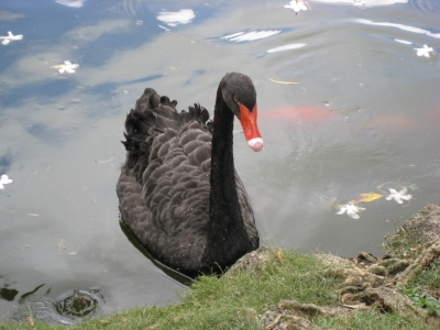 Schwarzer Schwan