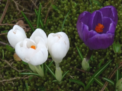 lila und weiße Krokusse