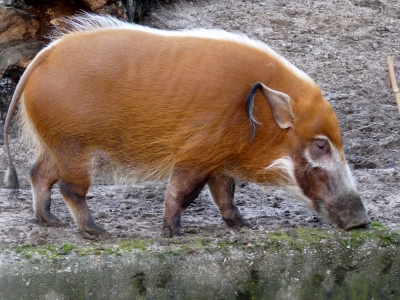Pinselohrschwein