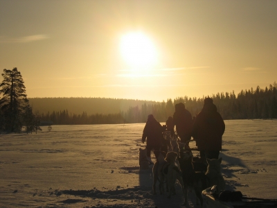 Schlittenhundeferien in Lappland
