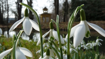 Frühlingsboten