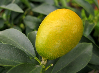 Kumquatfrucht