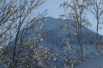 Birken im Schnee