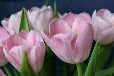 Tulpen in rosa