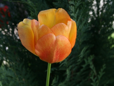 Tulpen3