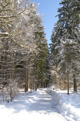 Winterwald 3