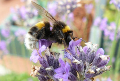 Hummel auf Lavendel