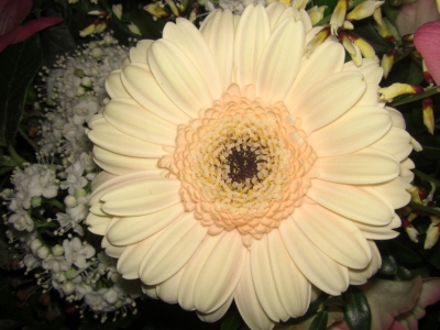 Gerbera