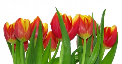 Tulpen