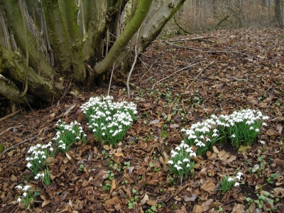 Der Frühling kommt