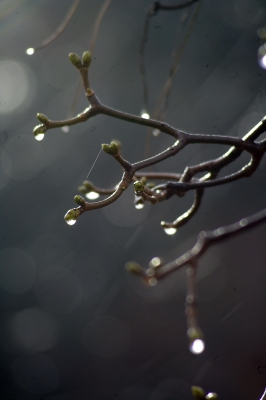 Zweige im Regen...
