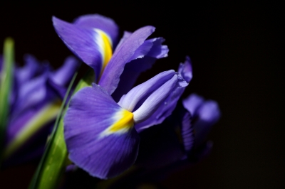 Iris die Blume