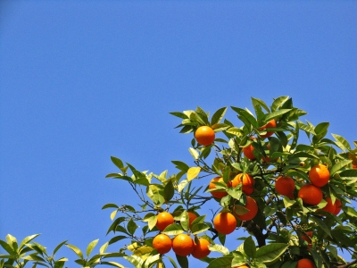 Orangen unter südlicher Sonne