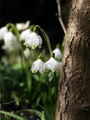 Ist denn schon Frühling