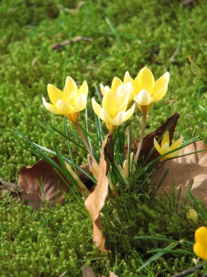 ENDLICH FRÜHLING