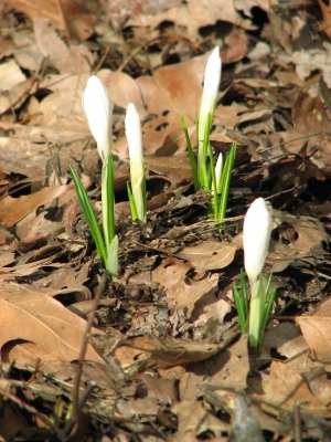 ENDLICH FRÜHLING