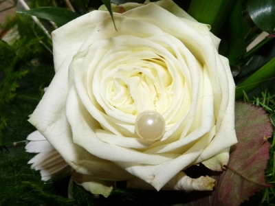 Weiße Rose mit Perle