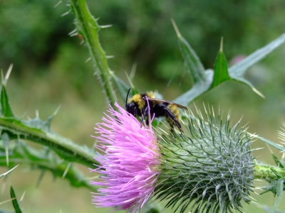 Hummel auf einer Distel