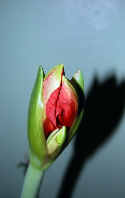 Amaryllis - Blüte