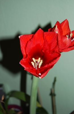 Amaryllis - Blüte