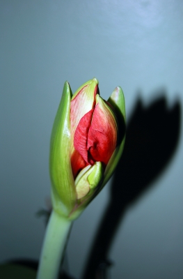 Amaryllis - Blüte