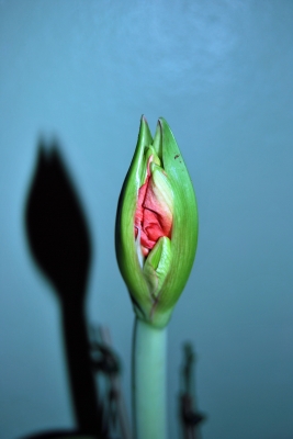 Knospe einer Amaryllis