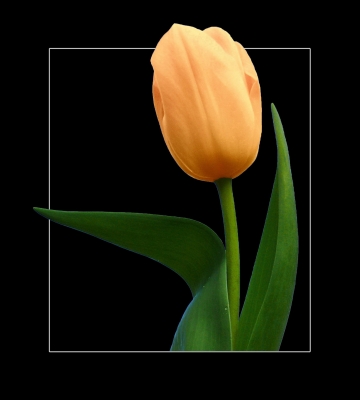 Tulpe auf schwarz