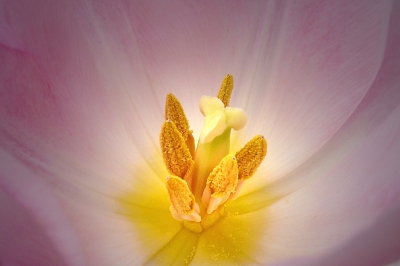Innenansicht einer Tulpe