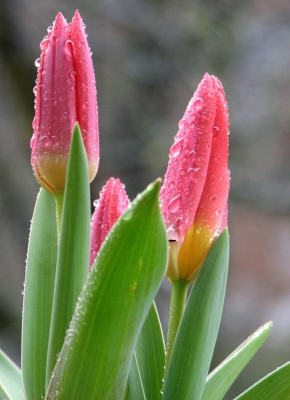 Bald ist Ostern - aber bitte dann ohne Regen