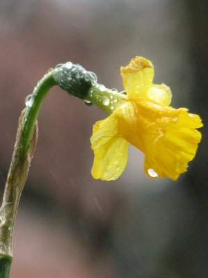 Bald ist Ostern - aber bitte dann ohne Regen