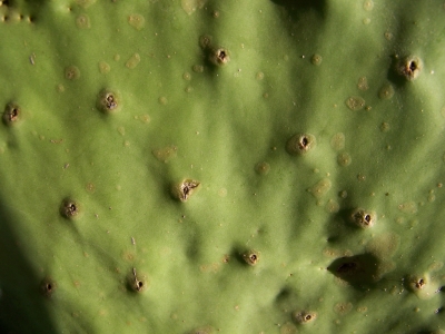 Ein kleiner grüner Kaktus