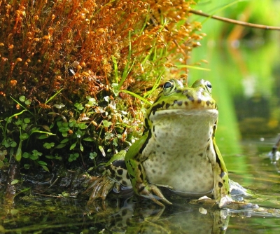 Frosch am Teich