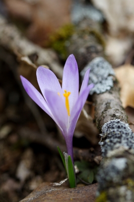 Frühlingserwachen