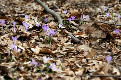 Es blüht im Wald..