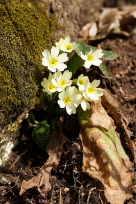 Im Garten der Natur...