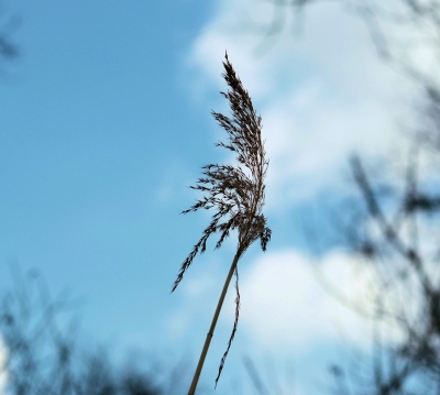 Frühling luft