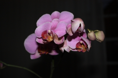 Orchidee pink