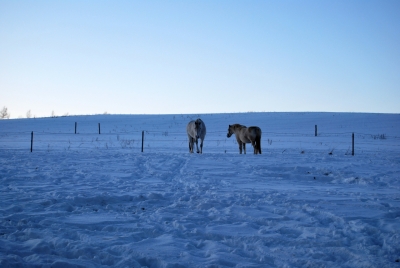 Pferde im Schnee