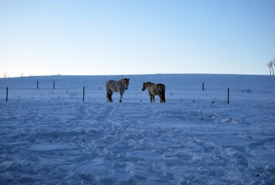 Pferde im Schnee