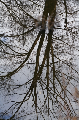 Der Baum im Wasser