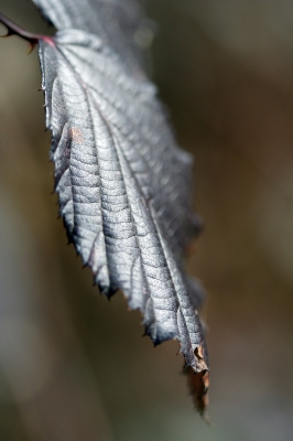 Wie ein Blatt im Wind