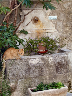 Brunnen in Bonnieux mit Katze